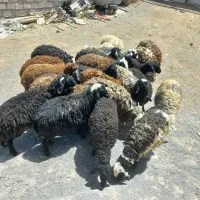 بره