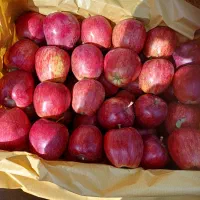 سیب درجه یک و ارگانیک.قرمز وسفید