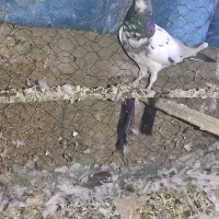 کفتر پاکستانی بلند پرواز