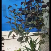 حراج گل (زیباشهر)|گل و گیاه طبیعی|محمدیه-قزوین, |دیوار