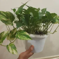 پتوس جذاب