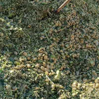 ذرت علوفه‌ای|حیوانات مزرعه|صومعه‌سرا, |دیوار