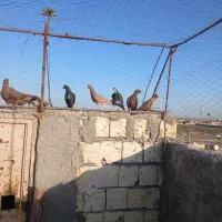 کفتر|پرنده|رفسنجان, |دیوار