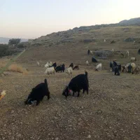 بزه|حیوانات مزرعه|مسجد سلیمان, |دیوار