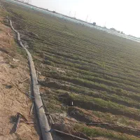 نهال پیاز مینروا جیرفت