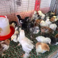 حراج جوجه برهما از مولدین غول پیکر وارداتی