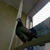 کبوتر ماده تو دم دار