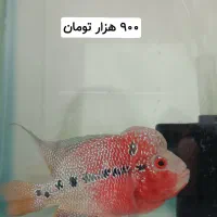 ماهی فلاور هورن نر و ماده و بچه فلاور|ماهی|مشهد, حضرت حجت|دیوار