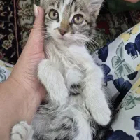 واگذاری رایگان بچه گربهبا سلام 4 عدد بچه گربه
