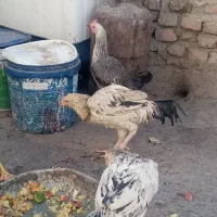 جوجه خروس و مرغ لاری اصیل|حیوانات مزرعه|زاهدان, |دیوار