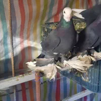 ابلاغ ماده|پرنده|اهر, |دیوار