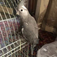 عروس هلندی