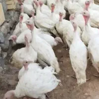 فروش فوری بوقلمون گوشتی