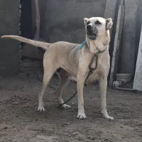 سرابی|سگ|چهاردانگه (تهران), |دیوار