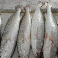 عرضه ماهی تازه جنوب