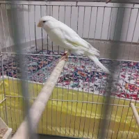 قناری رسمی بلند نر|پرنده|تهران, جیحون|دیوار