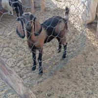 کهره ماده فروشی
