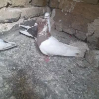 کبوترخوب|پرنده|مشهد, بلال|دیوار