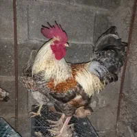 خروس