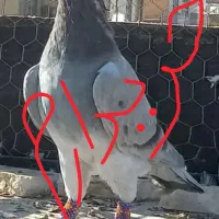 کاکلی یا تاجی پلاکی نر