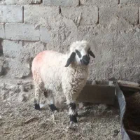 بره ماده چاق کبابی (آدرس توابع دولت آباد)