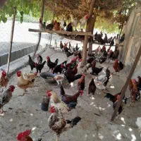 خروس کوردی