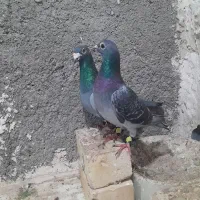 کفتر|پرنده|مشهد, همت آباد|دیوار