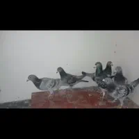 سبز پولکی|پرنده|خلیل آباد, |دیوار