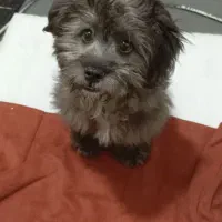 نژادشیتزوشناسنامه دار.ماده .قیمت3تومن.توس