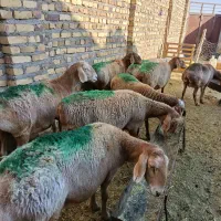 9راس میش عربی آوستن|حیوانات مزرعه|تایباد, |دیوار