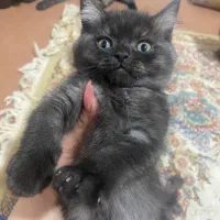 گربه نژاد دار