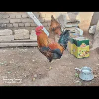 خروس‌محلی‌رنگی