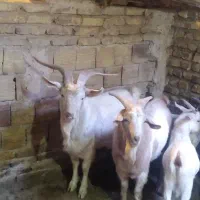 نر بز وبزغاله نر|حیوانات مزرعه|فریمان, |دیوار