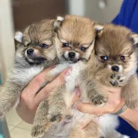 الو دامپزشک|خدمات آرایشگری و زیبایی|رشت, گلباغ نماز|دیوار