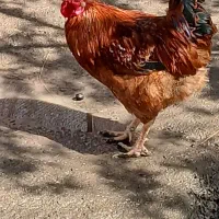 سه تا خروس محلی سنگین فوری فروش