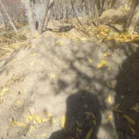 زمین فروشی دلفارد