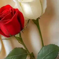 استخدام منشی و حسابدار مخصوص مدیرعامل شرکت آراد