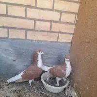 کفتر