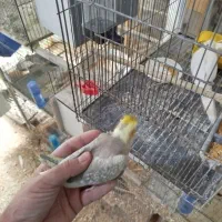 تعدادی پرنده خونگی|پرنده|جیرفت, |دیوار