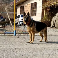 ژرمن ورک لاین ماده