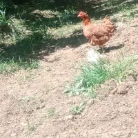 مرغ و خروس