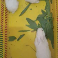 خرگوش سفید چشم قرمز