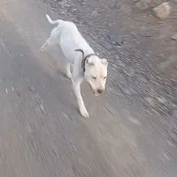 سگ داگو ماده