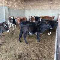 گیلدورگ ۹۰ کیلویی