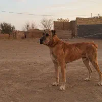 سگ رمه گی|سگ|تربت جام, شهرک آزادگان|دیوار