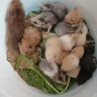 همستریه ماهه وبالغ دستی|موش و خرگوش|مشهد, چهارچشمه|دیوار