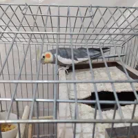 یک جفت عروسی هلندی نروماده