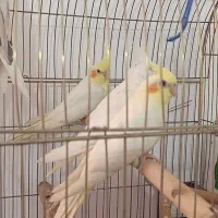 جوجه عروس هلندی آلبینو و لوتینو|پرنده|قم, اسمعیل آباد|دیوار