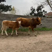 گاو وگوساله خوشکل همه چی تمام گاو اولین بچشه|حیوانات مزرعه|لولمان, |دیوار