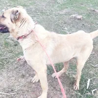 سگ سرابی دو ساله به شرط